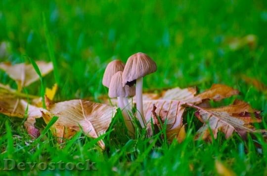 Devostock Mushrooms Grass Seasons Autumn