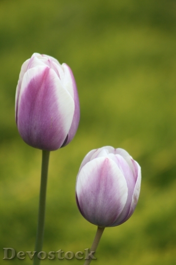 Devostock Nature Plant Tulip Flower