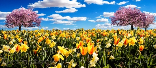 Devostock Osterglocken Spring Meadow Daffodils