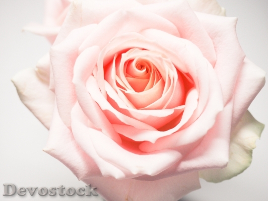 Devostock Petals Flower Pink 8374