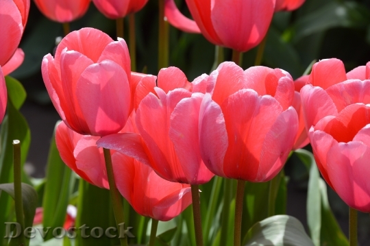 Devostock Pink Red Tulips Northwest 0