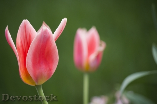 Devostock Pink Tulip