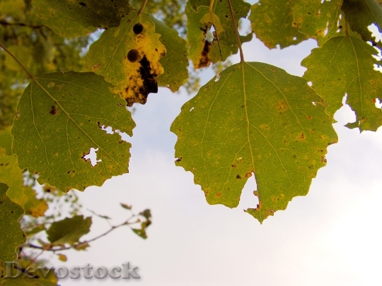 Devostock Poplar Foliage Autumn Leaves