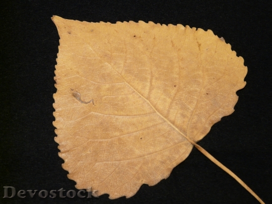Devostock Poplar Leaf Fall Leaves
