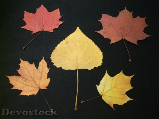Devostock Poplar Leaf Maple Leaves
