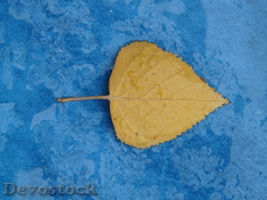 Devostock Poplar Leaf Yellow Fall 0