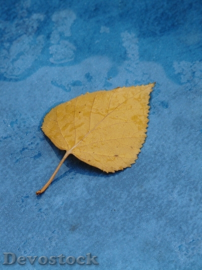 Devostock Poplar Leaf Yellow Fall
