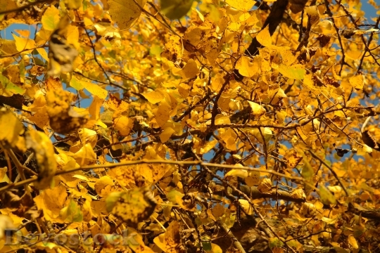 Devostock Poplar Leaves Leaves Autumn 0