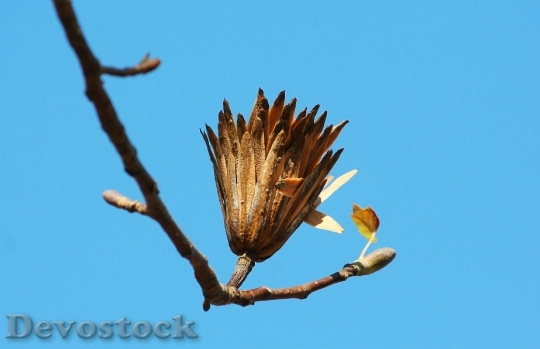 Devostock Poplar Seed Tulip Poplar