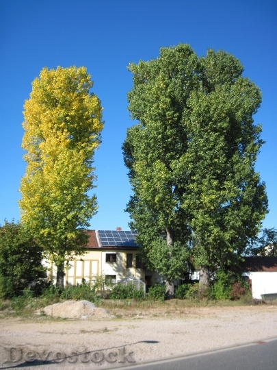 Devostock Poplars Autumn Leaves 1023320