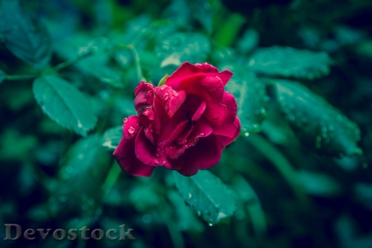 Devostock Rain Raindrops Flower 92