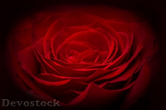 Devostock Red Flower Rose 657