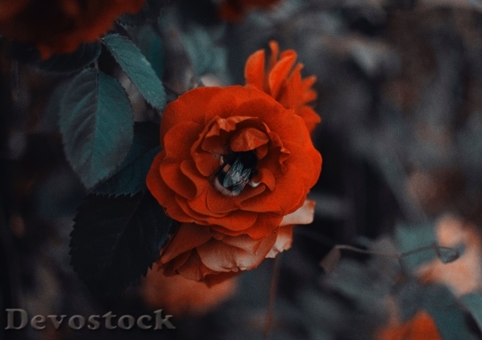 Devostock Red Petals Flower 11961