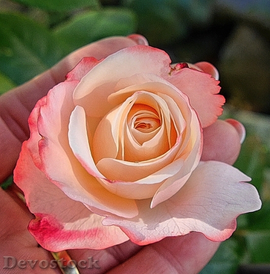 Devostock Romantic Flower Pink 2008