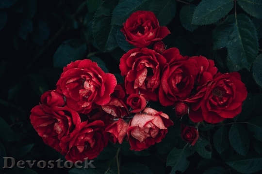 Devostock Romantic Flowers Garden 12314