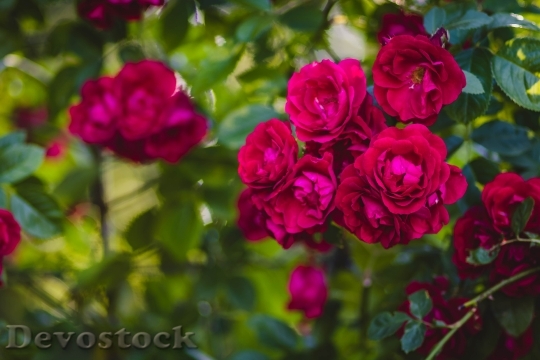 Devostock Romantic Flowers Garden 12597