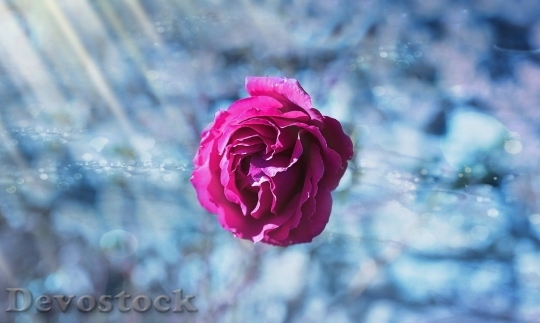 Devostock Rose Flower Pink Flowrs 4K