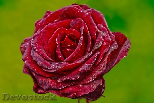 Devostock Rose Flower Red Rose ed 4K