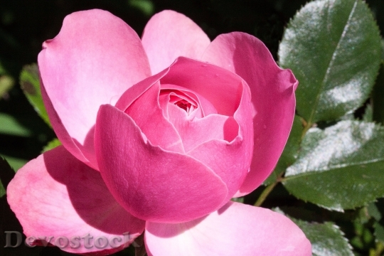 Devostock Rose Pink Green Flowers 5301 4K.jpeg