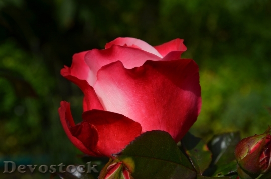 Devostock Rose Red Flower Blossom 5361 4K.jpeg