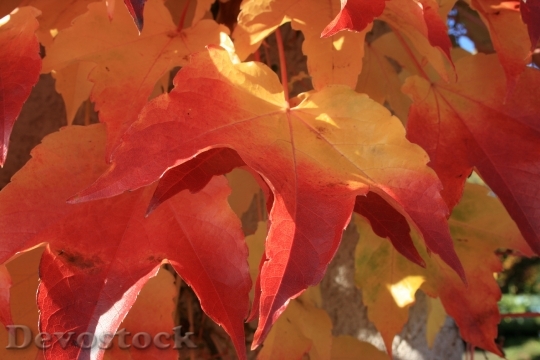 Devostock September Colorful Autumn Color