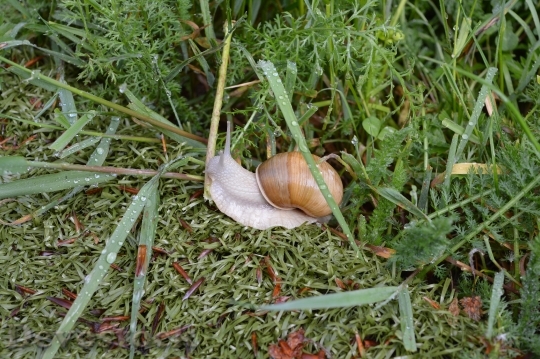 Devostock Snail Grass Green Mollusk