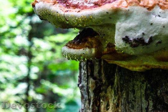 Devostock Tree Fungus Drip Drop