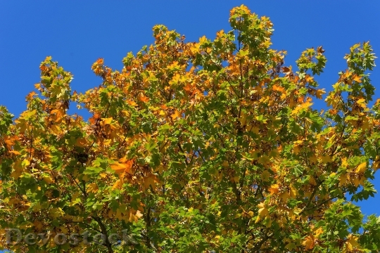 Devostock Tree Leaves Maple Autumn