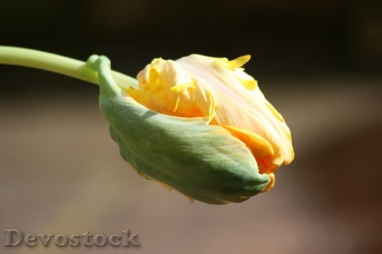 Devostock Tulip Button Spring Sprout