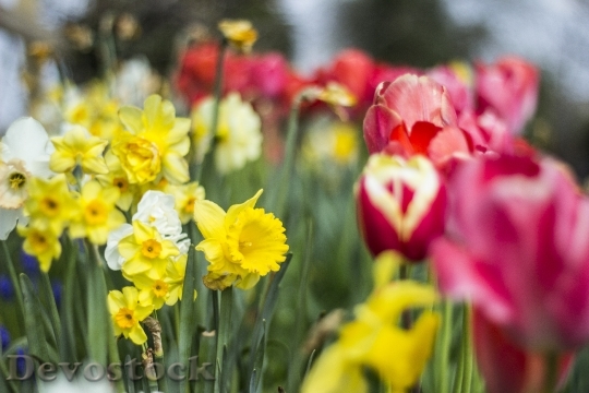 Devostock Tulip Daffodil Flower Spring 1