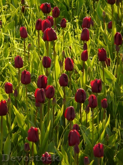 Devostock Tulip Field Tulips Violet