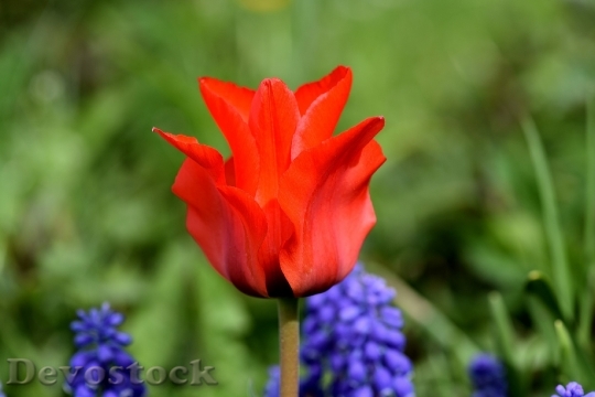 Devostock Tulip Flower Blossom Bloom 29