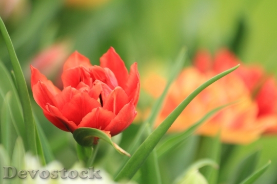 Devostock Tulip Garden Flower 1637213