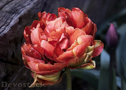 Devostock Tulip Red Spring Nature