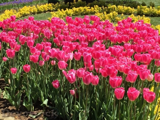 Devostock Tulips Flowers Springtime Colour