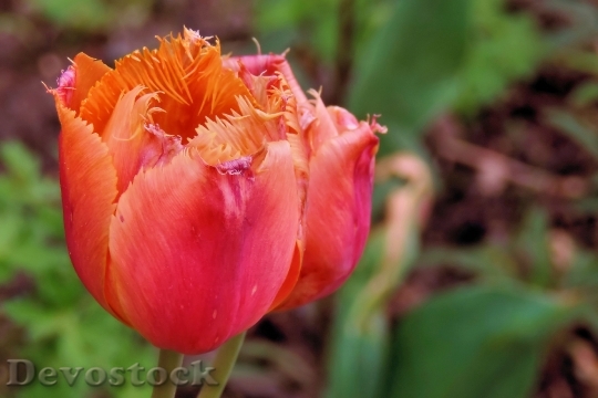 Devostock Tulips Spring Garden 1314487
