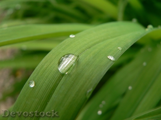 Devostock Vegetal Water Drop Rain
