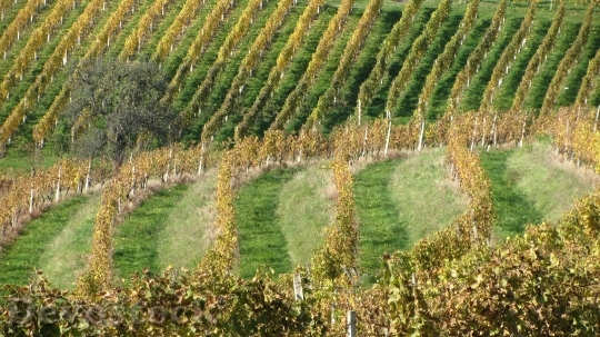 Devostock Wine Vineyard Vine Winery