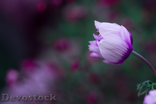 Devostock Anemone Blossom Bloom White Violet 15848 4K.jpeg