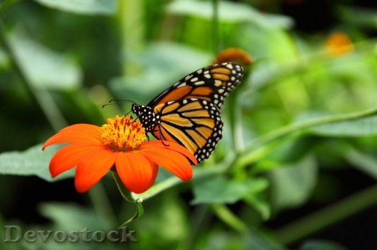 Devostock Animal Beautiful Monarch Butterfly 8601 4K.jpeg