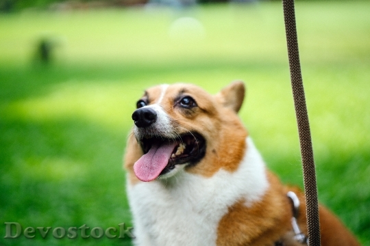 Devostock Animal Dog Pet 129216 4K