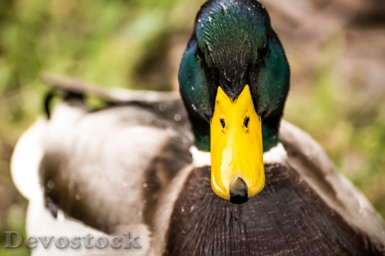 Devostock Animal Duck Animal Photography 3871 4K