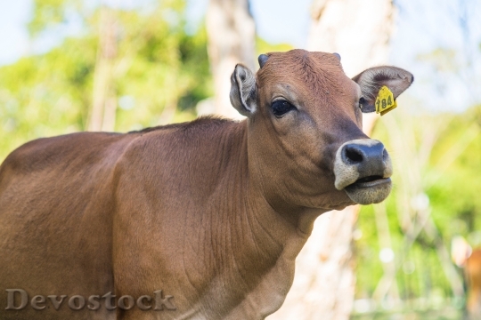 Devostock Animal Farm Cow 111866 4K