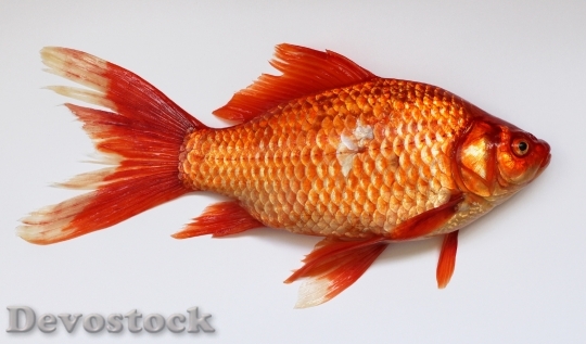 Devostock Animal Fish Underwater 4510 4K