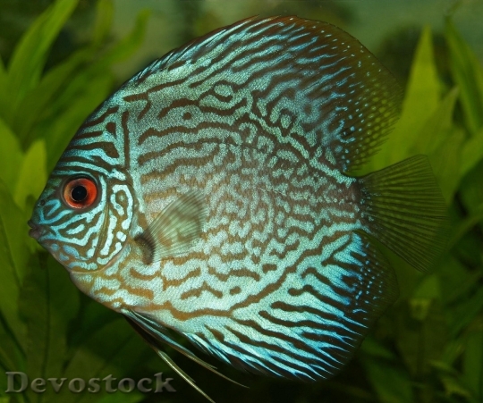Devostock Animal Fish Underwater 7890 4K
