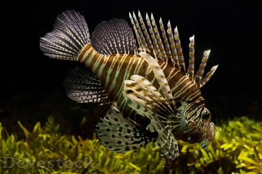 Devostock Animal Fish Underwater 939 4K