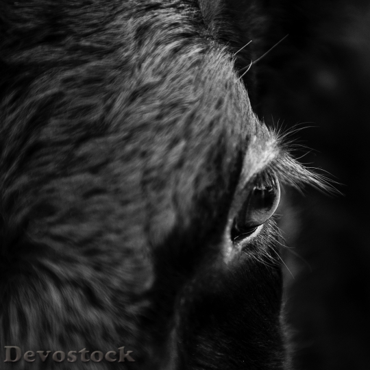 Devostock Animal Fur Looking 55118 4K