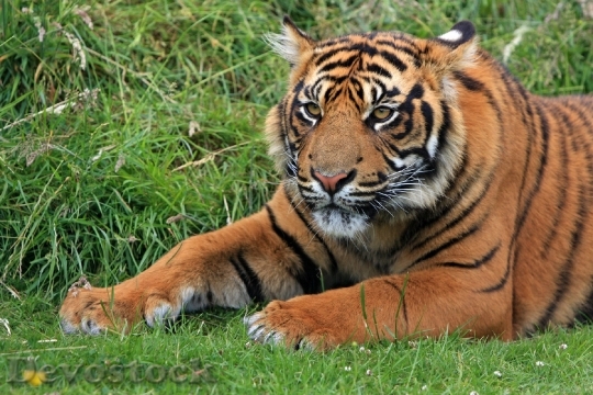 Devostock Animal Grass Tiger 6834 4K