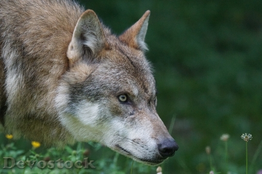 Devostock Animal Grass Wolf 16210 4K