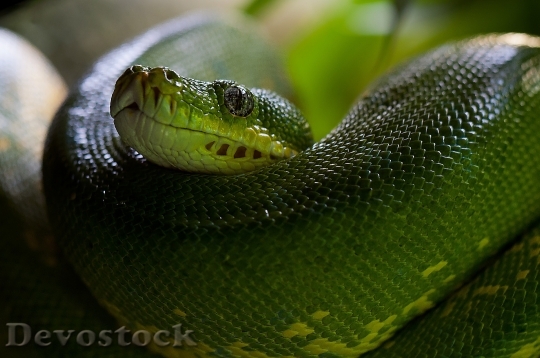 Devostock Animal Green Reptile 6012 4K